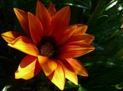 Gazania