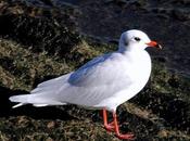 Gaviotas-gulls