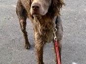 KOIKILI, CRUCE SETTER/BRACO años adopción, Bizkaia