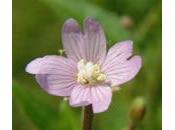 Epilobio flor pequeña