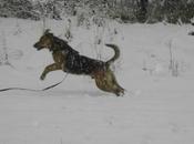 Tigre, villabichero nacionalizado aleman