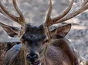 Ciervo Deer (Cervus elaphus) Aragón