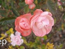 Rosas Koster: toque color pleno invierno