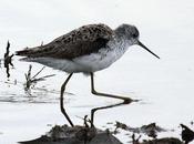 Archibebe fino-tinga stagnatilis-marsh sandpiper