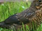 estrés aves