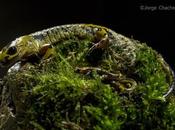 Novedades sobre documental salamandras
