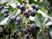 ¿Tiene frutos plantas trepadoras?