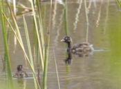 Zampullín común cría