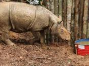 rinoceronte Sumatra avistado Indonesia primera años