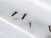 virus zika podría responsable grave trastorno autoinmune adultos también?