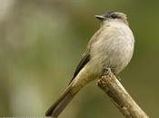 Tuquito gris (Crowned slaty-Flycatcher) Empidonomus aurantioatrocristatus