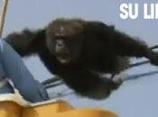 Chimpancé trató escapar zoológico japón pero capturado