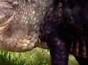 Captado video: cocodrilo gigante come otro