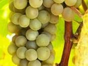 Verdejo