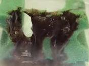 Científicos disuelven todo tipo objetos ácido, pero solo sobrevive sorprendentemente