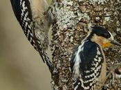 Carpintero cardón (White-fronted Woodpecker) Melanerpes cactorum