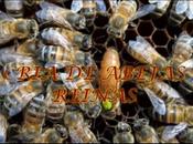 Video: cría abejas reinas video: queen breeding.