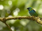 Saira arcoiris (Green-headed Tanager) Tangara seledon