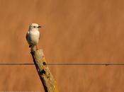Monjita blanca (White Monjita) Xolmis irupero
