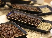 EEUU permitirá importar café textiles producidos privados Cuba