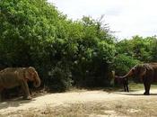 Elefante abusado durante años finalmente reune 'hermanas'
