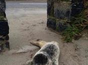 Cría foca rescatada carretera nueva bañera