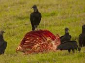 Jote cabeza negra (Black Vulture) Coragyps atratus