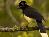 Urraca común (Plush-crested Jay) Cyanocorax chrysops