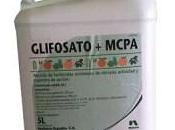 ¿Por seguimos usando glifosato olivar?