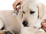 perro Vomita sangre? ¿Debo preocuparme?