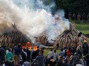 Kenia quema colmillos marfil valorados millones para salvar elefantes