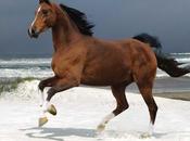 Caballo doméstico
