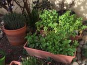 Ensalada árabe tomate, pepino yerba buena