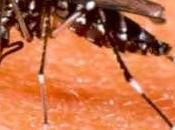 Fiebre Oropouche
