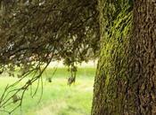 Quercus Ilex hablara…