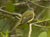 Fiofío corona dorada (Greenish Elaenia) Myiopagis viridicata