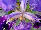 Iris flor divina