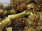 Cocer Brocoli microondas