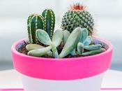 Ideas chulas, para decorar suculentas...