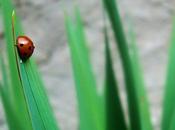 Fotografías macro