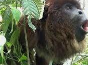 SECTARISMO FANÁTICO PACO IBÁÑEZ Demostrando pensamiento totalitario, cantante cuestión grita desprecio hacia todos considera fuera límites ideológicos. pueblos donde haya sido elegido partido equivocado será...