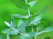Eucalipto [Lecturas] [Medicinal]