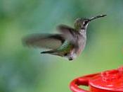 vuelo colibrí
