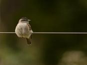 Tuquito gris (Crowned slaty-Flycatcher) Empidonomus aurantioatrocristatus