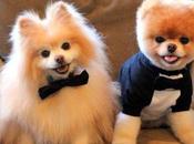 Curiosidades perros