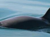 marsopas pequeñas mundo pronto podrían extinguirse