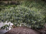 Flores Plantas