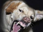 Peligros correr campo: Ataques Perros
