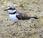 Chorlitejo chico-charadrius dubius-little ringed plover