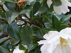 Arbustos flores maceta